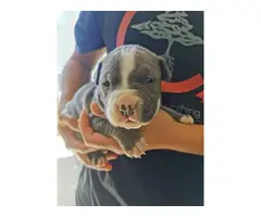 6 blue nose Pitbull Terrier puppies - 3
