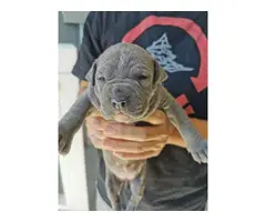 6 blue nose Pitbull Terrier puppies - 4