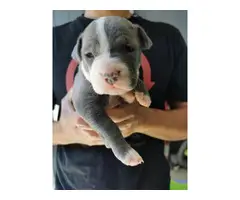 6 blue nose Pitbull Terrier puppies - 5