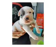 6 blue nose Pitbull Terrier puppies - 6