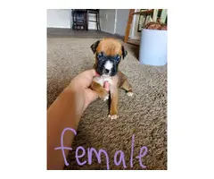 5 adorable female boxer puppies