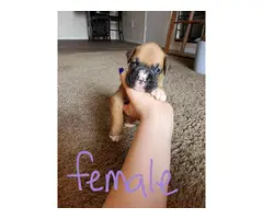 5 adorable female boxer puppies - 2