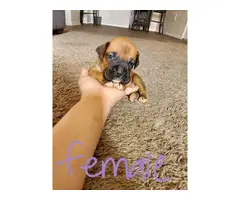 5 adorable female boxer puppies - 4
