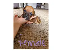 5 adorable female boxer puppies - 5