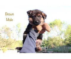9 beautiful German Shepherd puppies for sale
