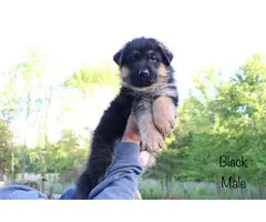 9 beautiful German Shepherd puppies for sale - 2