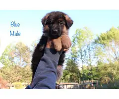 9 beautiful German Shepherd puppies for sale - 3