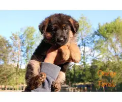 9 beautiful German Shepherd puppies for sale - 4