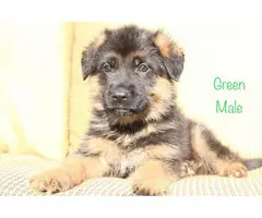 9 beautiful German Shepherd puppies for sale - 5