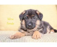 9 beautiful German Shepherd puppies for sale - 6