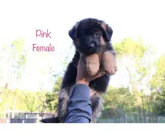 9 beautiful German Shepherd puppies for sale - 7
