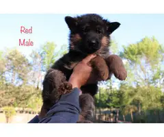 9 beautiful German Shepherd puppies for sale - 8