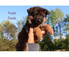 9 beautiful German Shepherd puppies for sale - 9