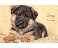 9 beautiful German Shepherd puppies for sale - 10