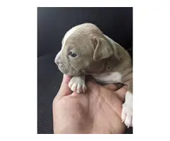 6 male American Staffordshire Terrier puppies