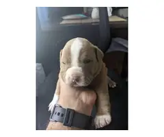 6 male American Staffordshire Terrier puppies