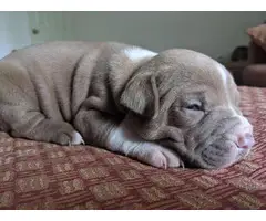 6 male American Staffordshire Terrier puppies