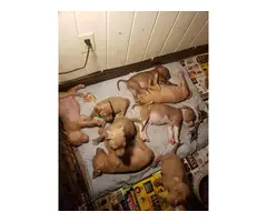 8 Red nose pitbull puppies for sale - 2
