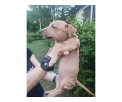 8 Red nose pitbull puppies for sale - 3