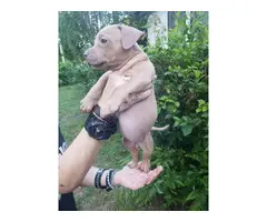 8 Red nose pitbull puppies for sale - 5