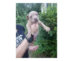 8 Red nose pitbull puppies for sale - 6