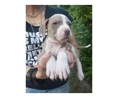8 Red nose pitbull puppies for sale - 7