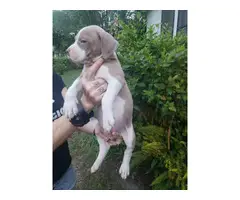 8 Red nose pitbull puppies for sale - 8