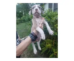8 Red nose pitbull puppies for sale - 9