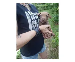8 Red nose pitbull puppies for sale - 11