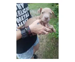 8 Red nose pitbull puppies for sale - 12