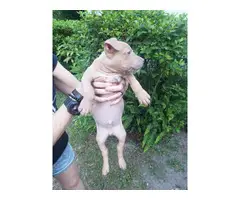 8 Red nose pitbull puppies for sale - 13