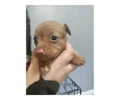 1 male and 4 female miniature pinscher puppies for sale - 3