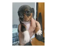 1 male and 4 female miniature pinscher puppies for sale - 4