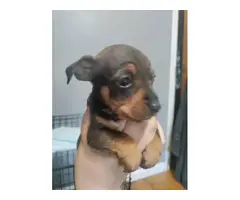 1 male and 4 female miniature pinscher puppies for sale - 5