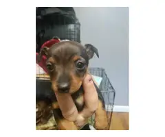 1 male and 4 female miniature pinscher puppies for sale - 6