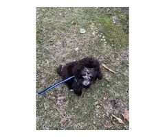 4 months old Shihpoo puppy for sale - 3