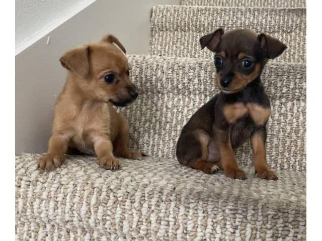 Teacup Chihuahua puppies looking for a new home in Atlanta