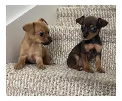 Teacup Chihuahua puppies looking for a new home