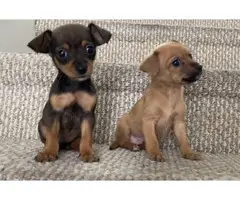 Teacup Chihuahua puppies looking for a new home - 2