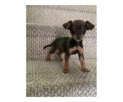 Teacup Chihuahua puppies looking for a new home - 3