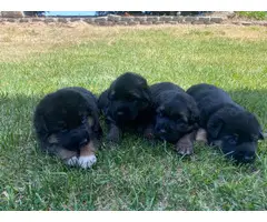 8 weeks old Akc Registered German Shepherd puppies for sale - 8
