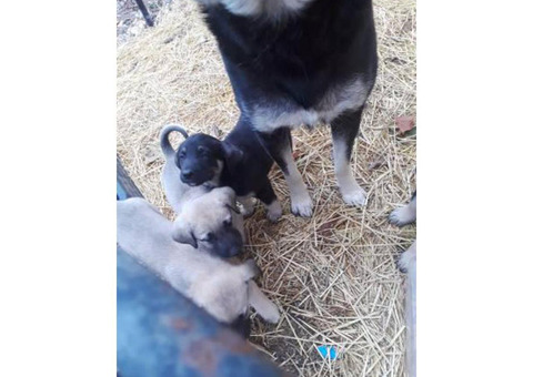 Anatolian shepherd puppies for sale 2017
