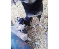 Anatolian shepherd puppies for sale 2017