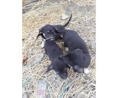 Anatolian shepherd puppies for sale 2017 - 3
