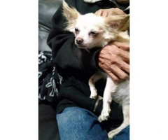 1 1/2 year old female long coat Chihuahua - 3