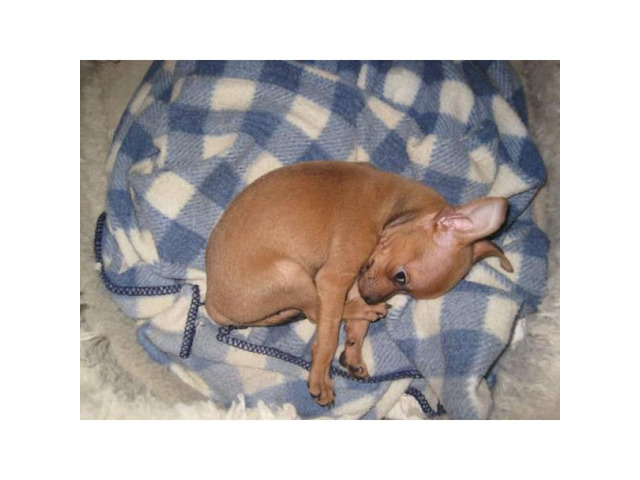 8 -Week old fawn colored male chihuahua for sale Boise - Puppies for ...