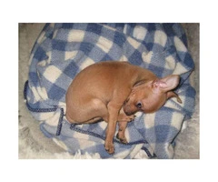 8 -Week old fawn colored male chihuahua for sale