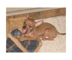 8 -Week old fawn colored male chihuahua for sale - 2