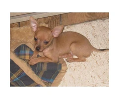 8 -Week old fawn colored male chihuahua for sale - 3