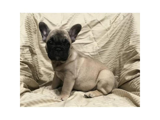 Adorable French bulldog puppy 8 weeks old 2000 in